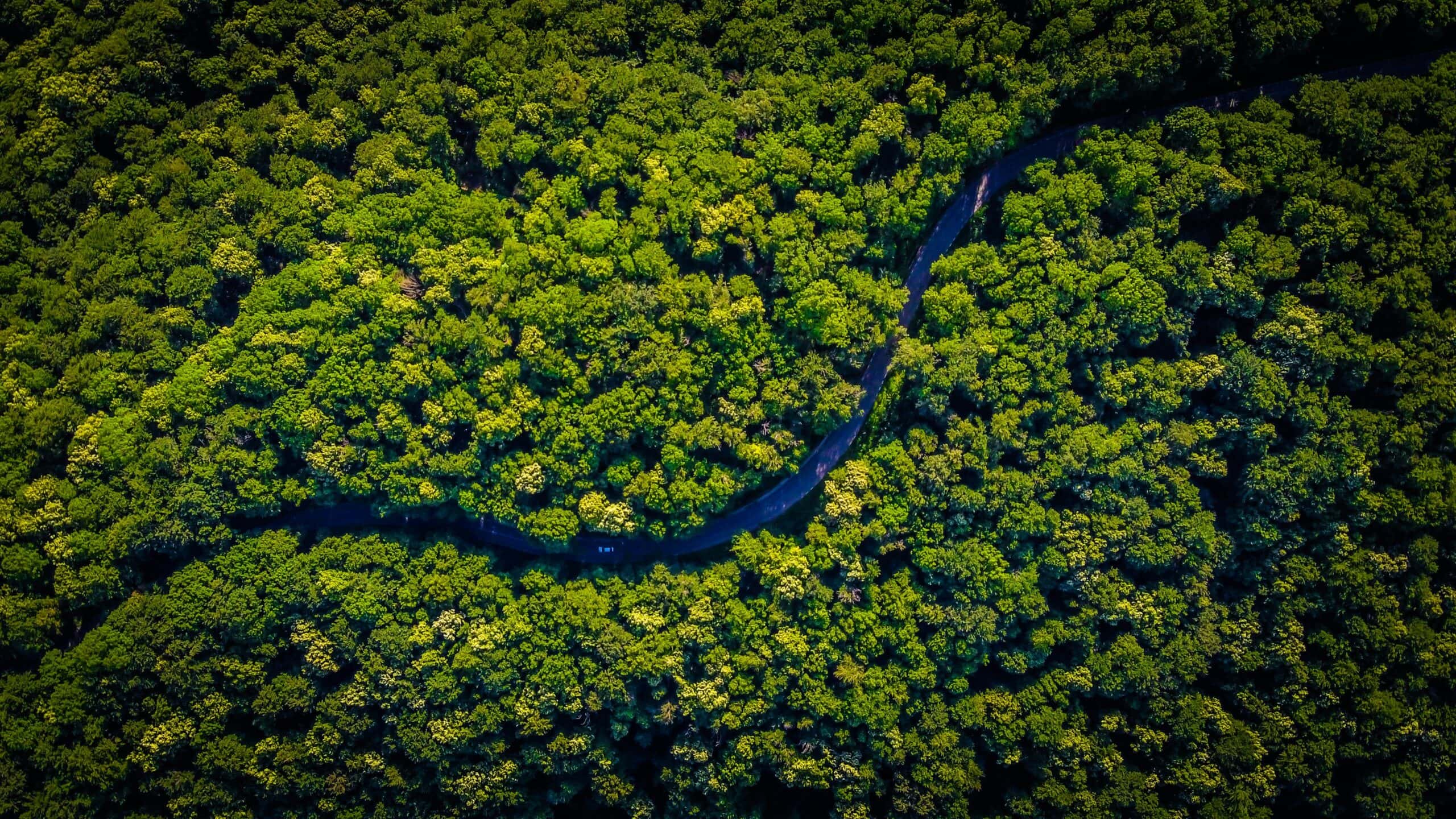 An aerial view of a winding road through a forest.